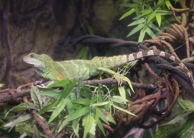 Water Dragon