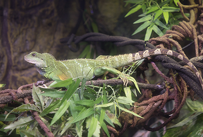 Water Dragon