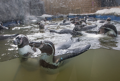 Penguin Beach