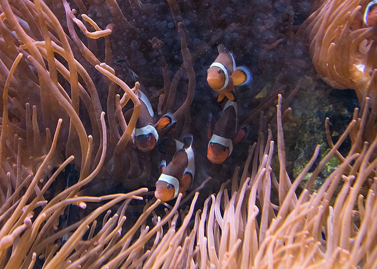 Clown fish