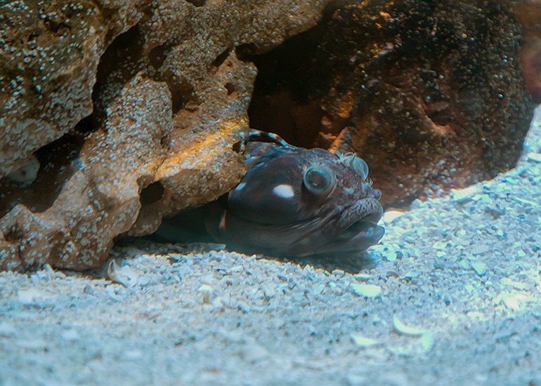 Sarcastic Fringehead