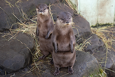 Summer and Twix - Otters