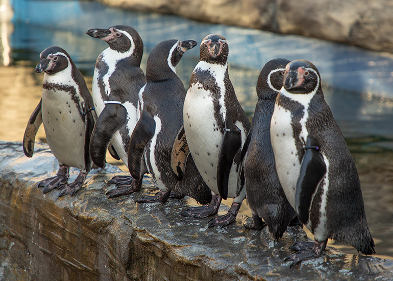 Humboldt Penguins