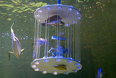 Fish Feeder