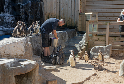 Humboldt Penguins