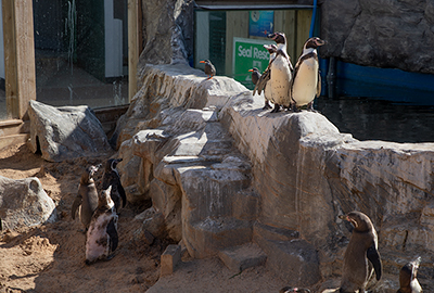 Humboldt Penguins