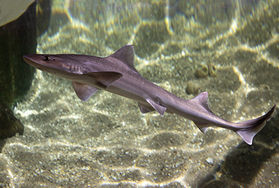 River Stingray