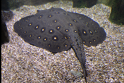 Ray