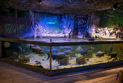 Pacu tank