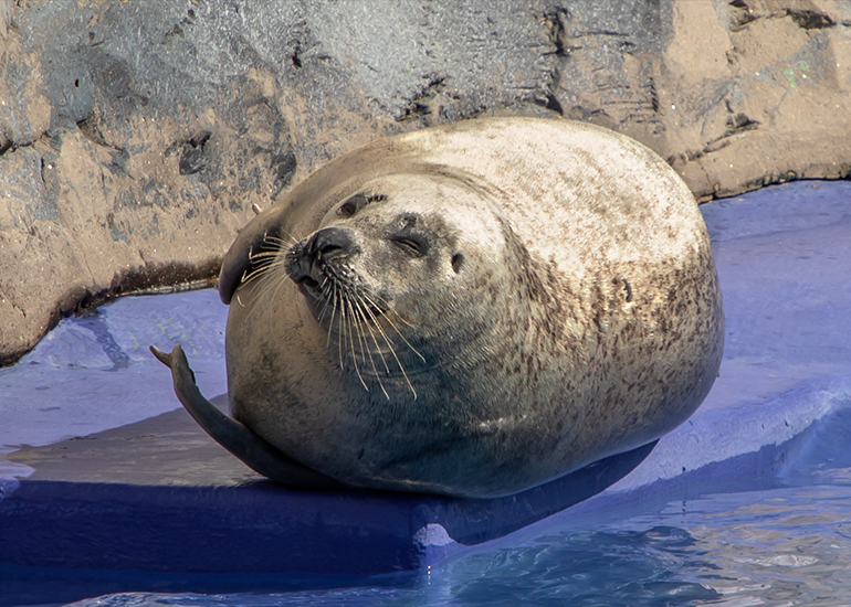 Sally - Common Resident Seal