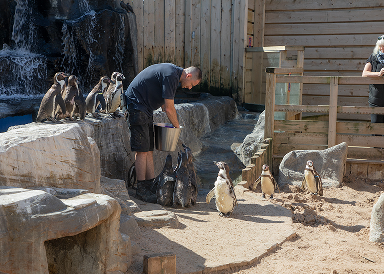 Humboldt Penguins
