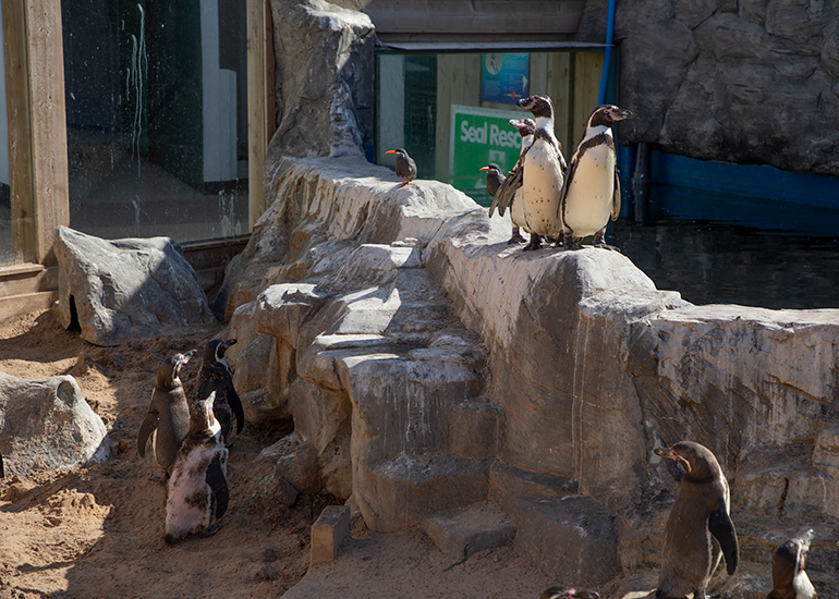 Humboldt Penguins