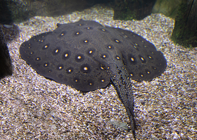 Ray