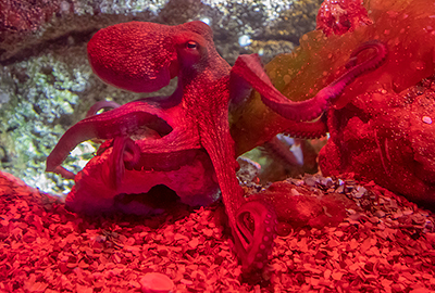 Octopus