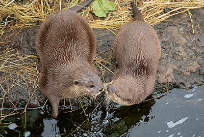 Otters