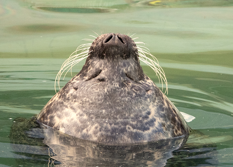 Common Seal