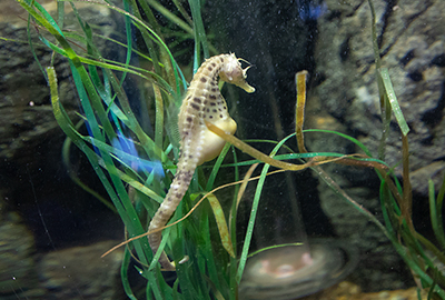 Seahorses
