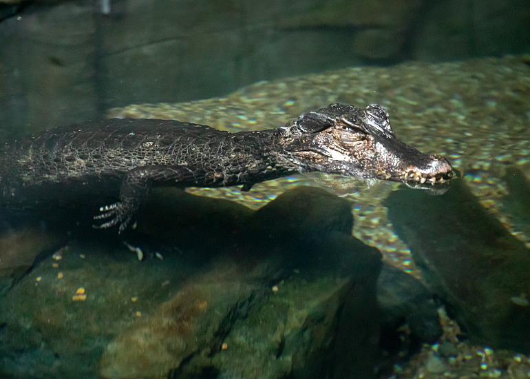 Cuvier's Dwarf Caimen Crocodile