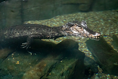 Crocodile