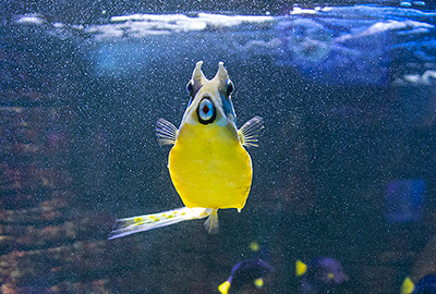 Long Horned Cow Fish