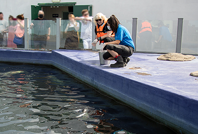 Feeding Resident Seals