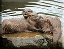 Otters