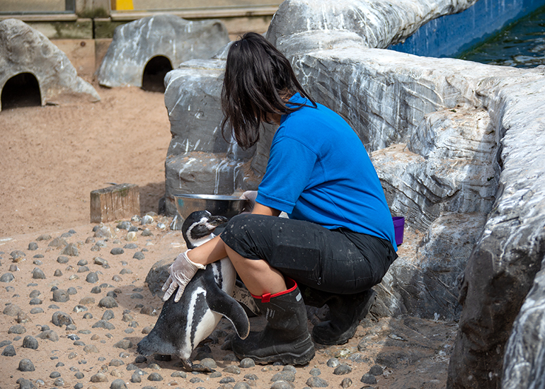 Penguin hugs