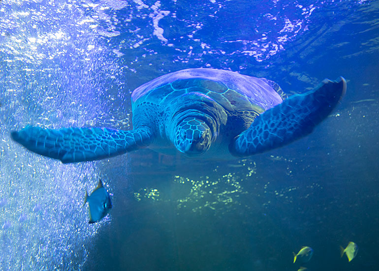 Ernie - The Green Sea Turtle 