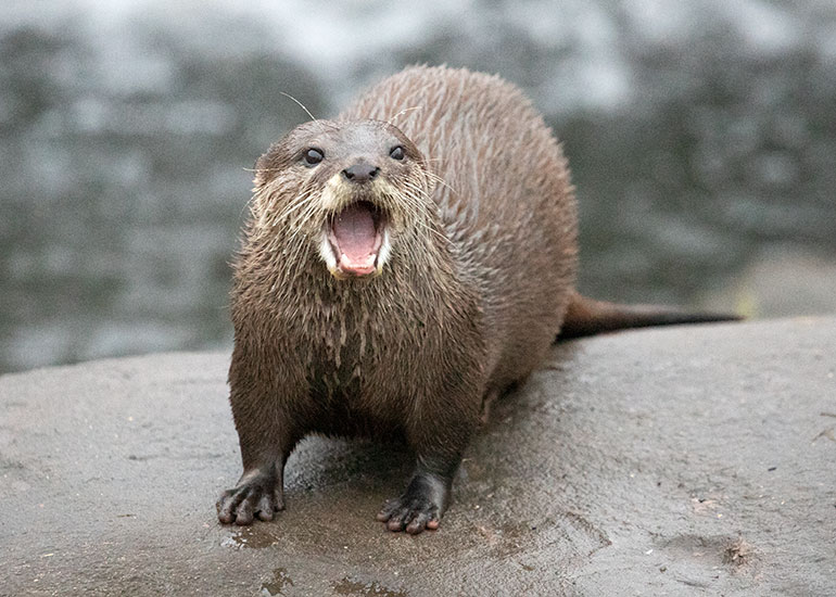 Asian Short-Clawed Otter