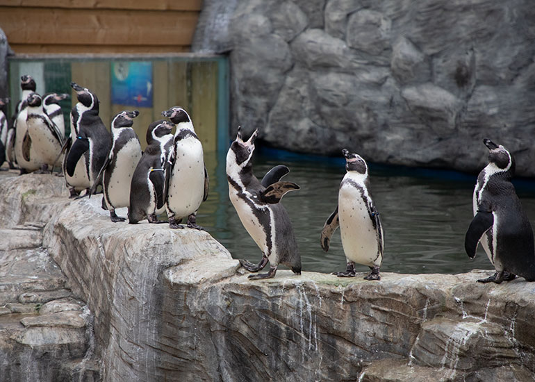 Humboldt Penguins