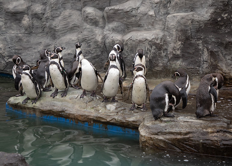 Humboldt Penguins