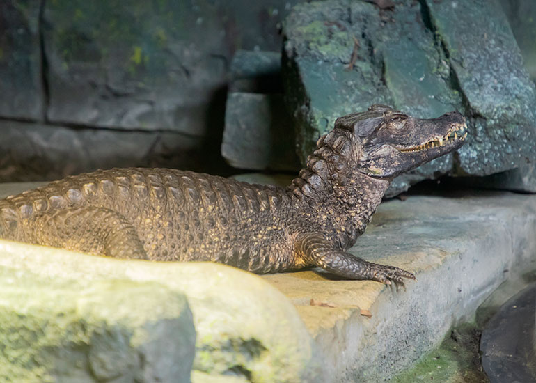 Cuvier Dwarf Crocodile