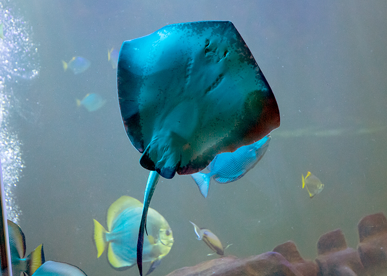 Hunstanton Sea Life