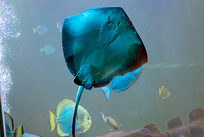 Ray