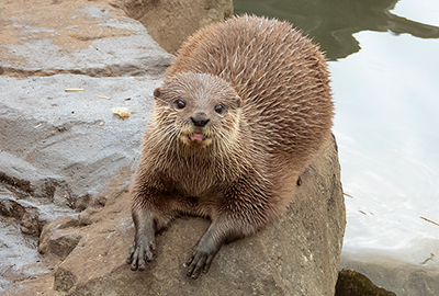 Asian Short-clawed Otter