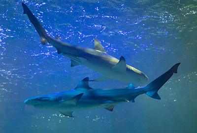 Black tip reef shark 