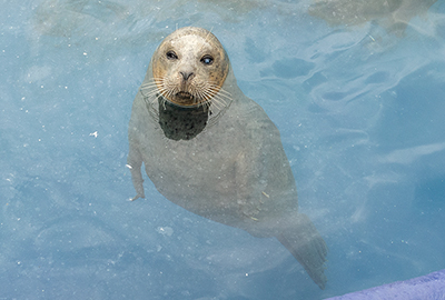 Sally, Resident Common Seal
