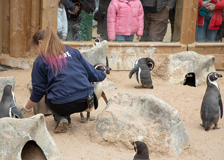 Jemma feeding the penguins