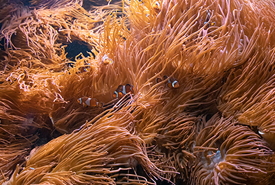 Clown Fish