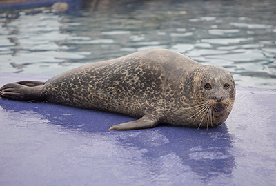 Macey, Common Seal
