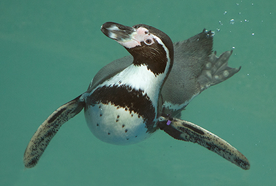 This is Dangermouse (black / purple / black ID tag) Humboldt Penguin