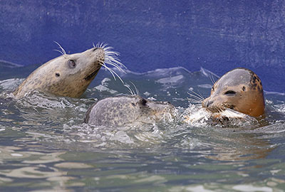 Feeding Time