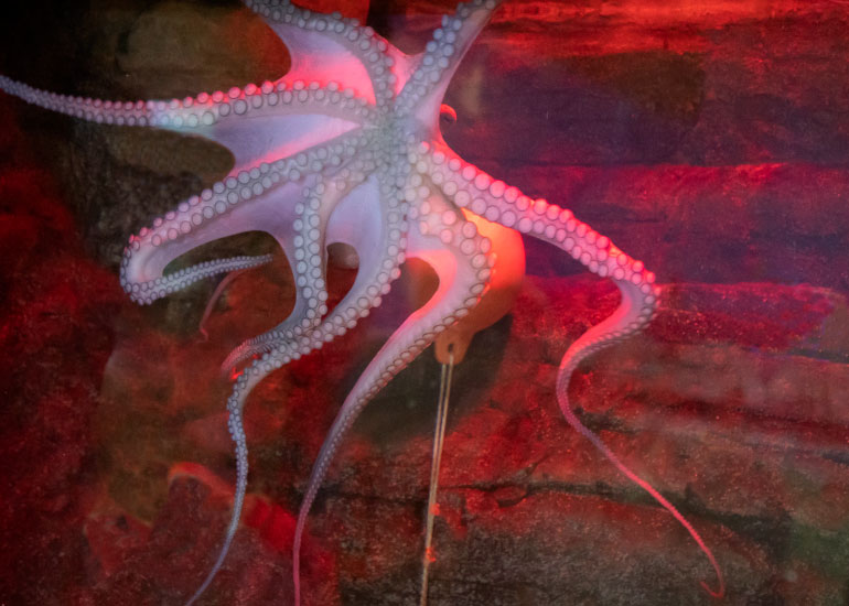 Octopus
