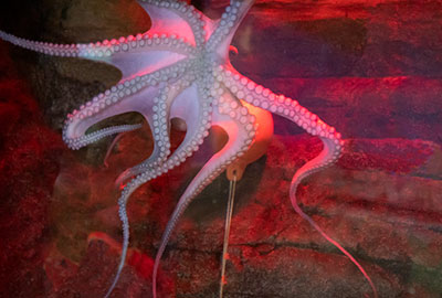 Octopus