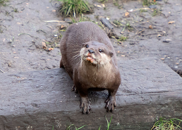 Smarti, Asian Short-Clawed Otter