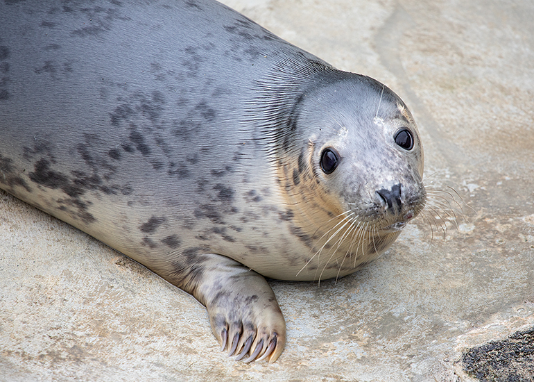 Piglet, rescued seal pup
