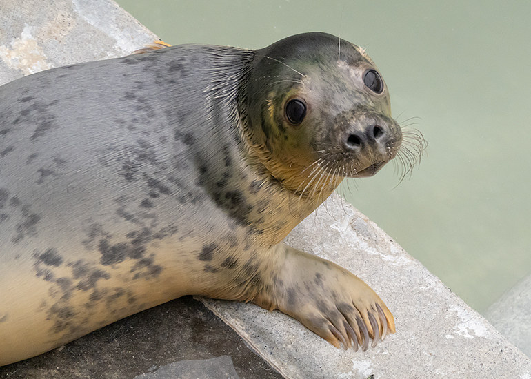 Piglet, rescued seal pup