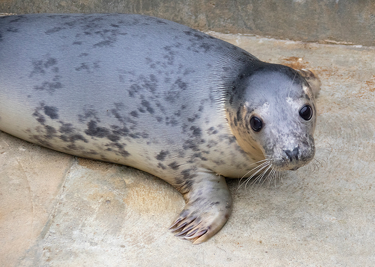 Piglet, rescued seal pup