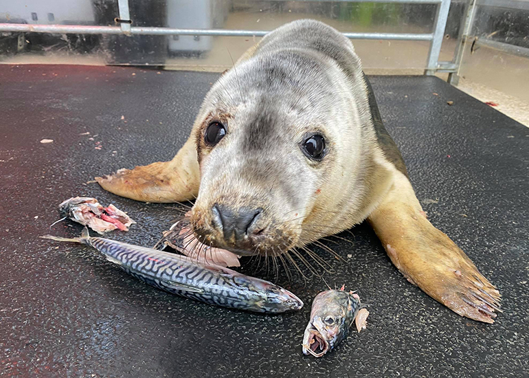 Pilchard - Photo Credit: Lizzi Larbalestier