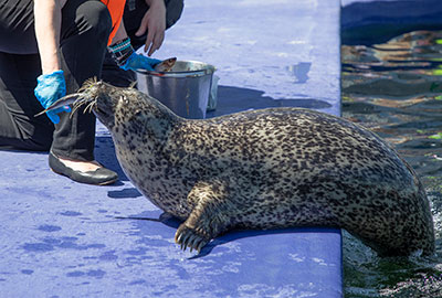 Pippa at the Hunstanton SEA LIFE - July 2023